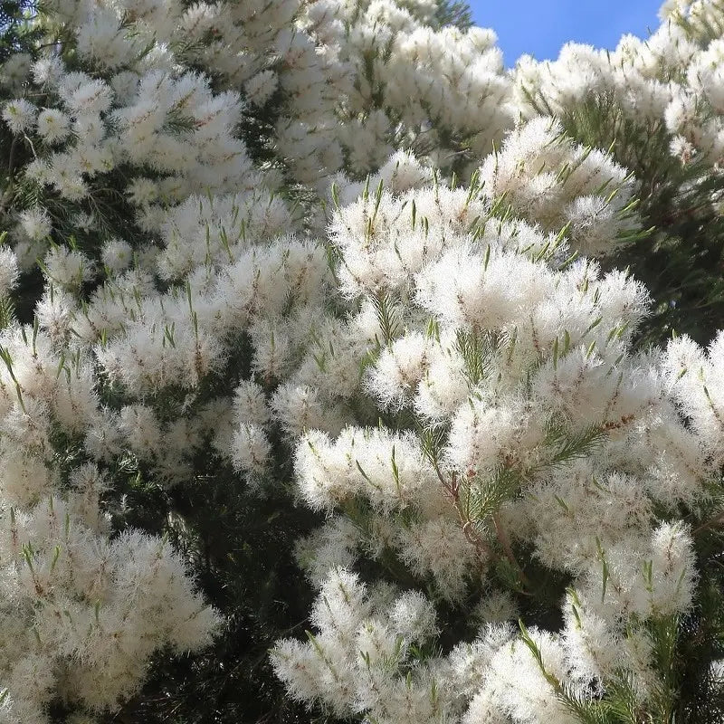 Huile Essentielle d'Arbre à thé  - Alternifolia melaleuca