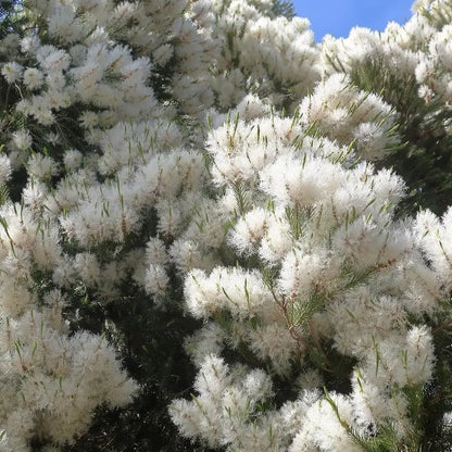 Huile Essentielle d'Arbre à thé  - Alternifolia melaleuca