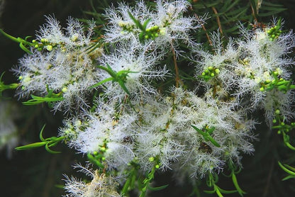 Huile Essentielle d'Arbre à thé  - Alternifolia melaleuca