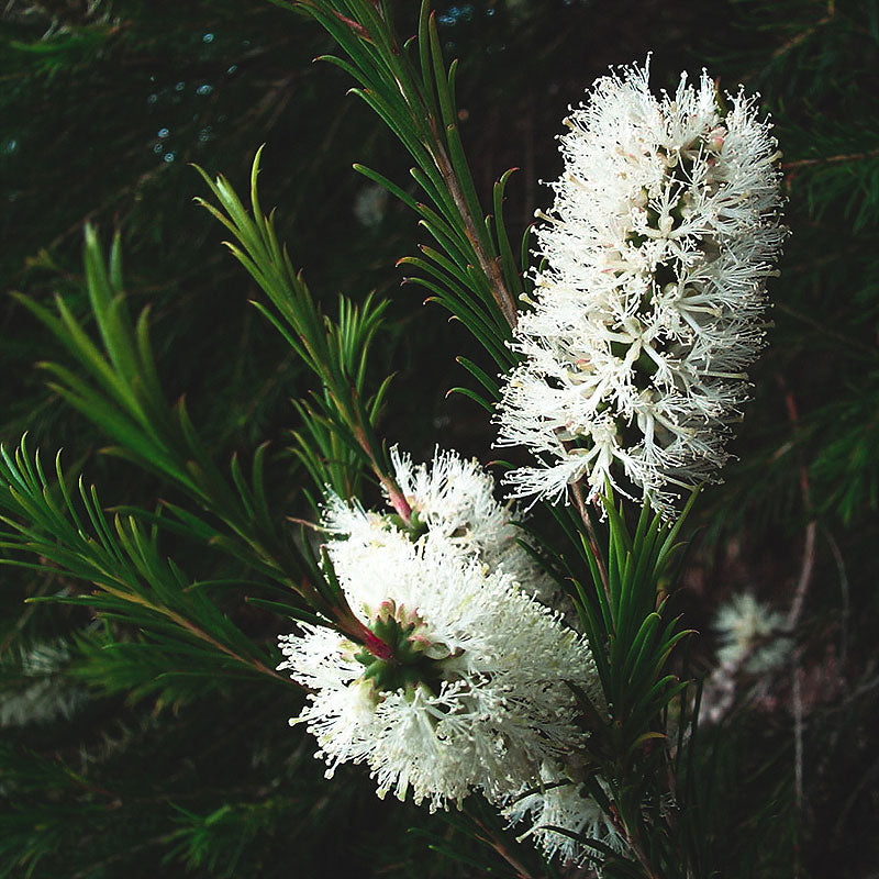 Huile Essentielle d'Arbre à thé  - Alternifolia melaleuca