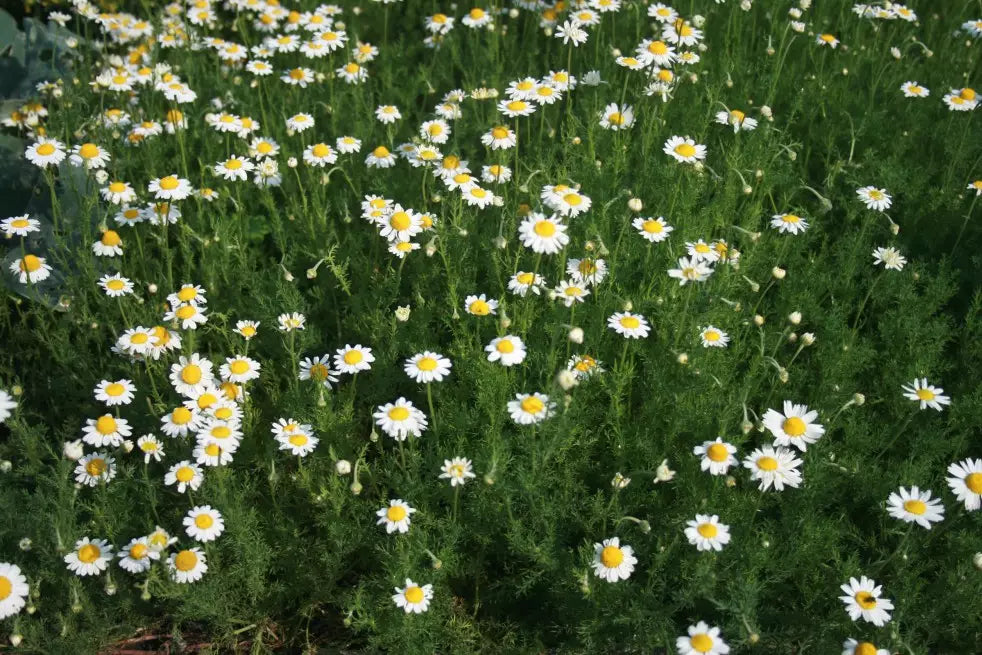 Huile Essentielle de Camomille  - Nobilis anthemis