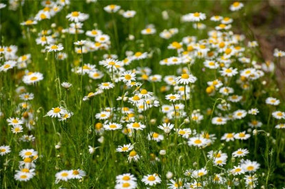 Huile Essentielle de Camomille  - Nobilis anthemis