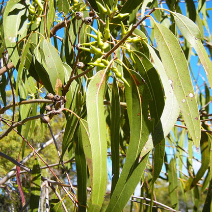 Huile Essentielle à l'Eucalyptus - eucalytus officinalis