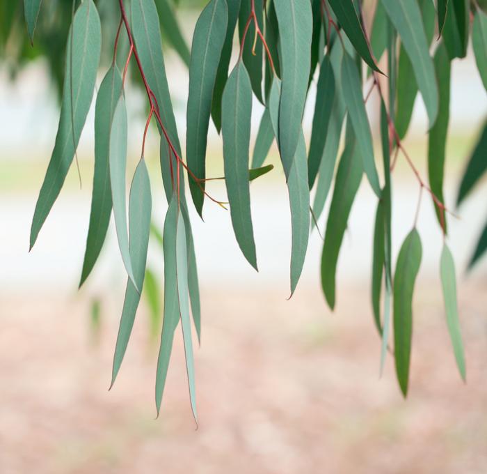 Huile Essentielle à l'Eucalyptus - eucalytus officinalis