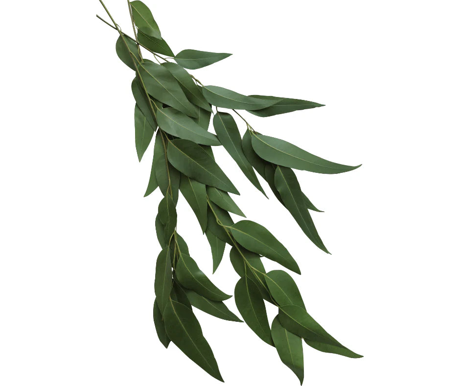 Eucalyptus Essential Oil - Eucalytus