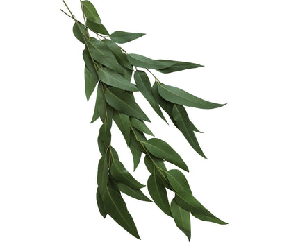 Eucalyptus Essential Oil - Eucalytus