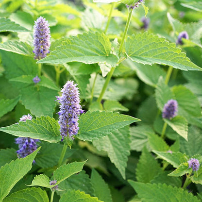 Huile Essentielle de Menthe poivrée - Mentha × piperita