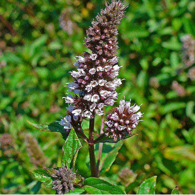 Huile Essentielle de Menthe poivrée - Mentha × piperita