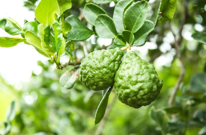 Bergamot Essential Oil - Citrus bergamia