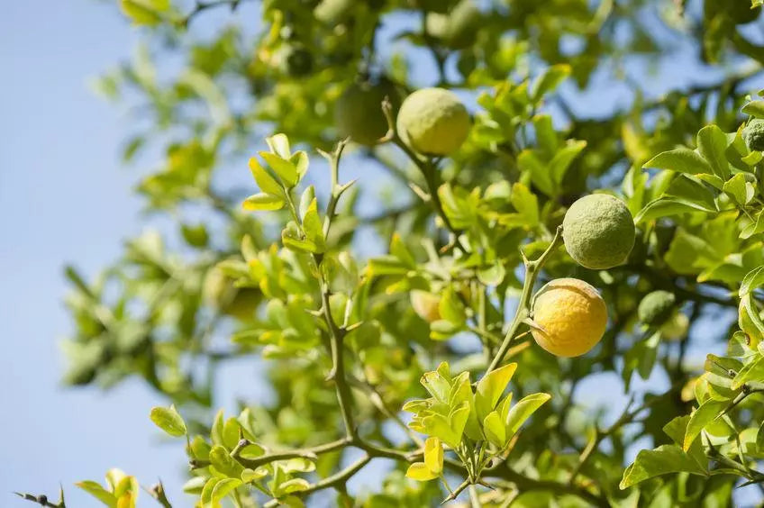 Bergamot Essential Oil - Citrus bergamia