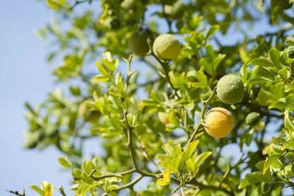 Huile Essentielle de Bergamotte - Citrus bergamia