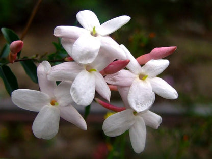 Huile Essentielle de Jasmin - Jasminum