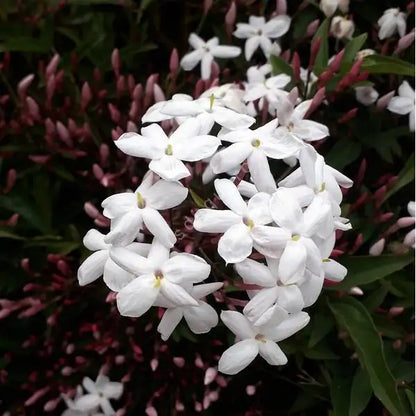 Jasmine Essential Oil - Jasmine grandiflorum