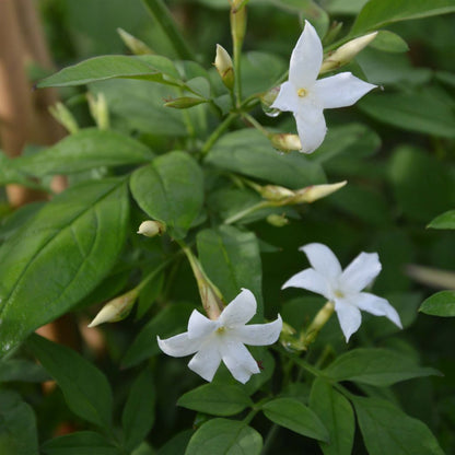 Huile Essentielle de Jasmin - Jasminum