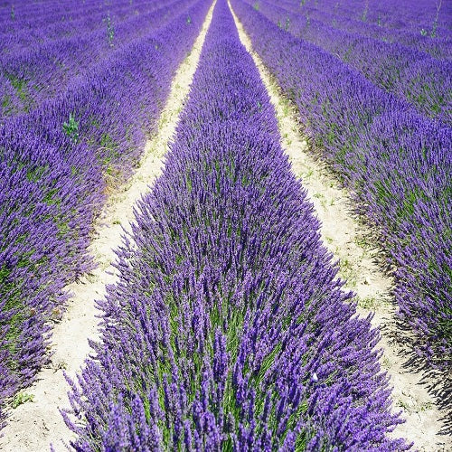 Huile Essentielle de Lavande - Lavandula angustifolia