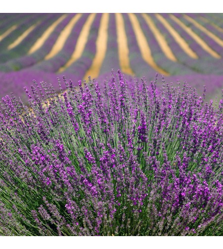 Huile Essentielle de Lavande - Lavandula angustifolia