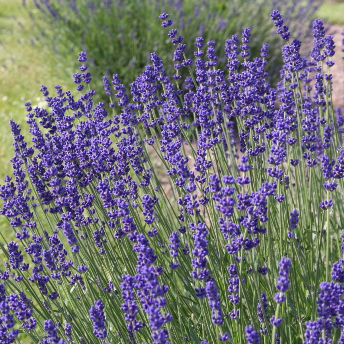 Huile Essentielle de Lavande - Lavandula angustifolia